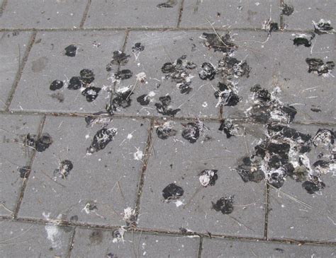 pigeon droppings